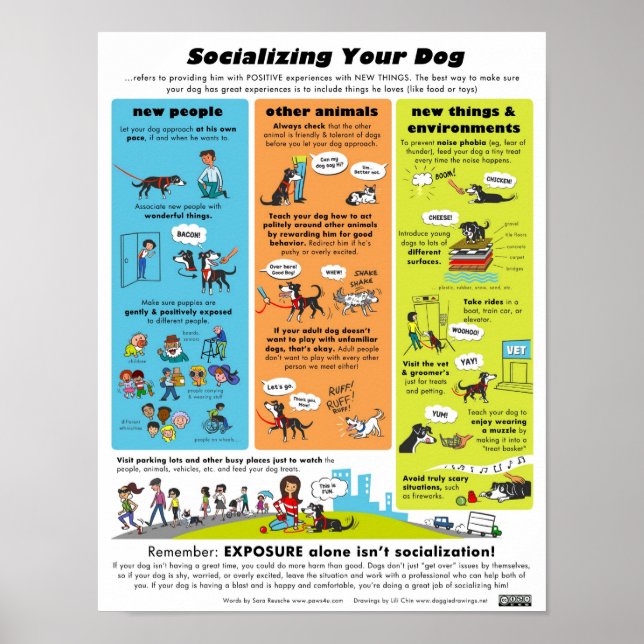 Socialising Your Dog Poster (Front)