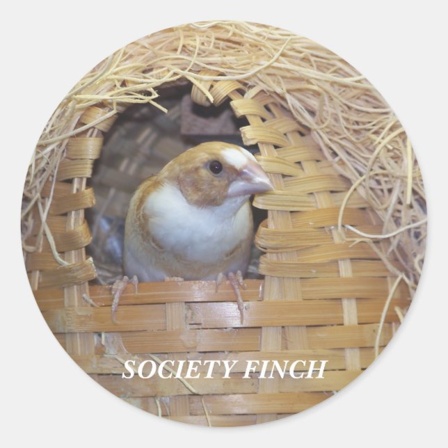 SOCIETY FINCH STICKER (Front)