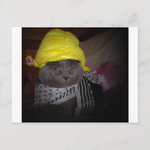 Sock Hop Kitty Postcard