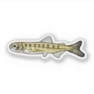 Sockeye Salmon Fry