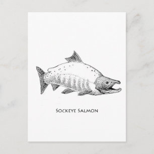 Sockeye Salmon Line Art Postcard