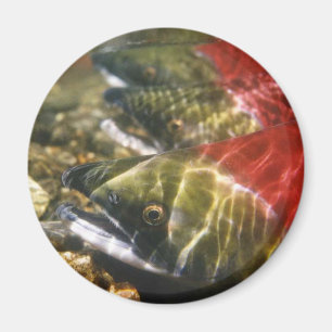 Sockeye Salmon Magnet