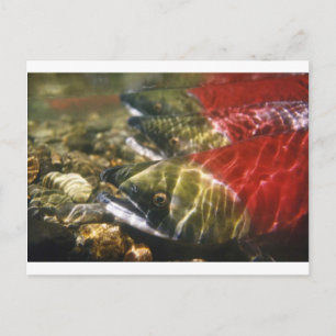 Sockeye Salmon Postcard
