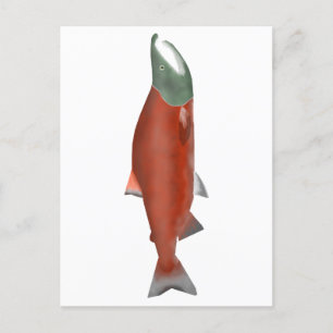Sockeye Salmon - Spawn Phase Postcard