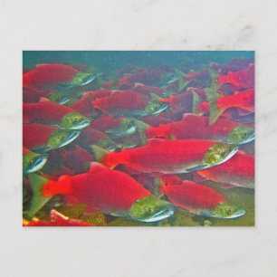 Sockeye Salmon Spawning Run Postcard