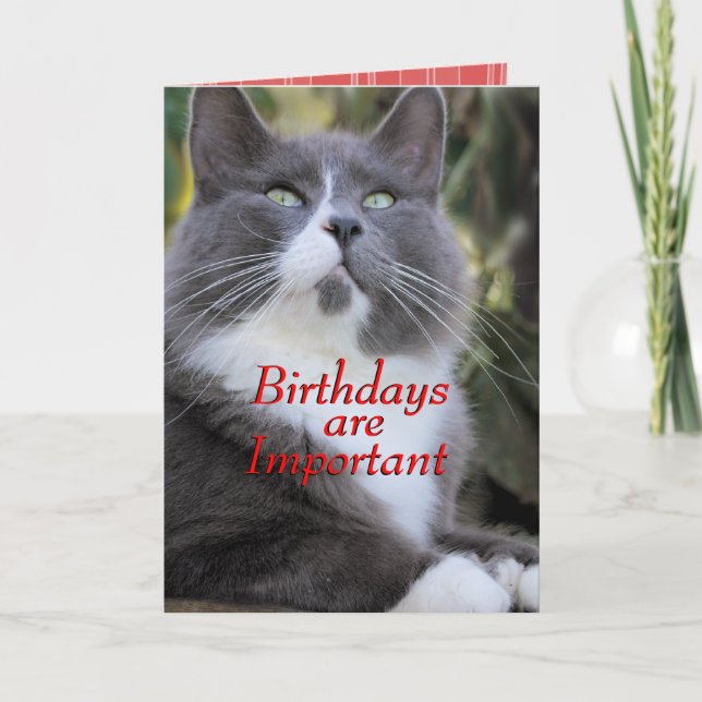 Socks cat  birthday card..- for any occasion card (Front)