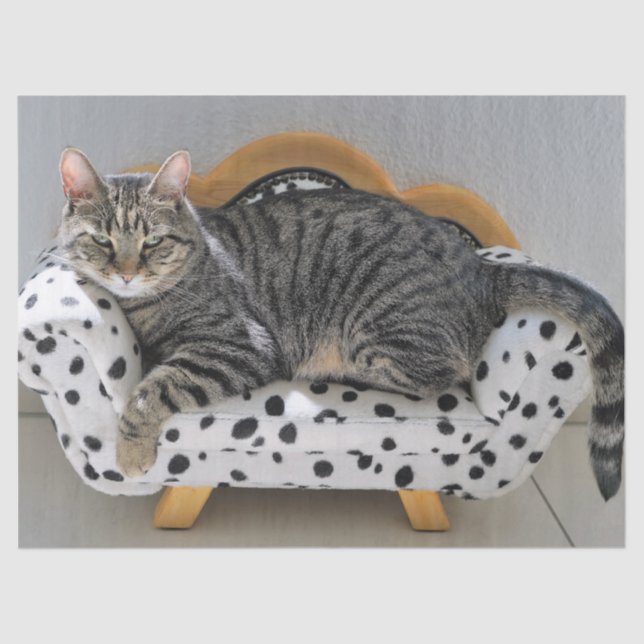 Sofa cat tissue paper (Front)