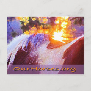 Sofi back postcard