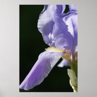 Soft And Delicate Poster