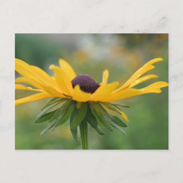 Soft Black Eyed Susan Flower Photography Postcard (Front)