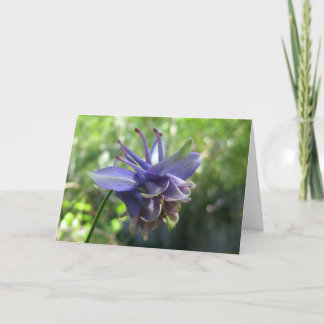 Soft Blue Columbine Card