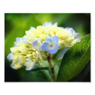 Soft Blue Hydrangea Flower Petals 8x10 Photo Print