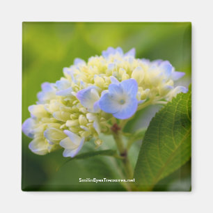 Soft Blue Hydrangea Flower Photography Magnet