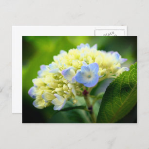 Soft Blue Hydrangea Flower Photography  Postcard