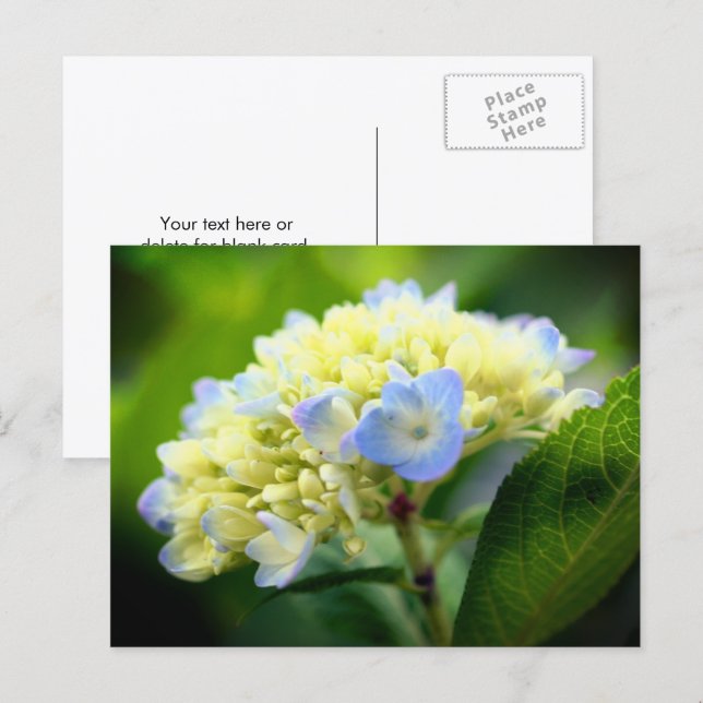 Soft Blue Hydrangea Flower Photography  Postcard (Front/Back)