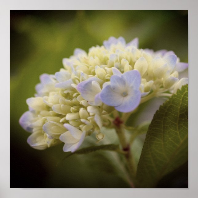 Soft Blue Hydrangea Flower Vintage Tint Poster (Front)
