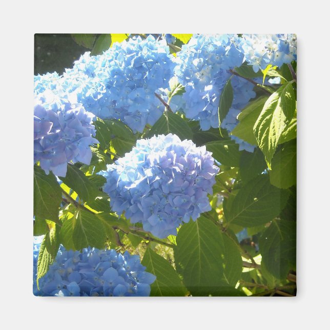 Soft Blue Hydrangea Magnet (Front)