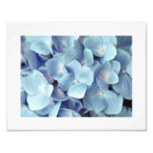 Soft Blue Hydrangea Pattern Photo Print