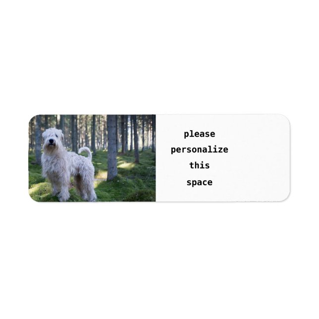 soft caoted wheten terrier full in woods (Front)
