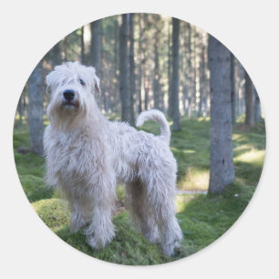 soft caoted wheten terrier full in woods classic round sticker