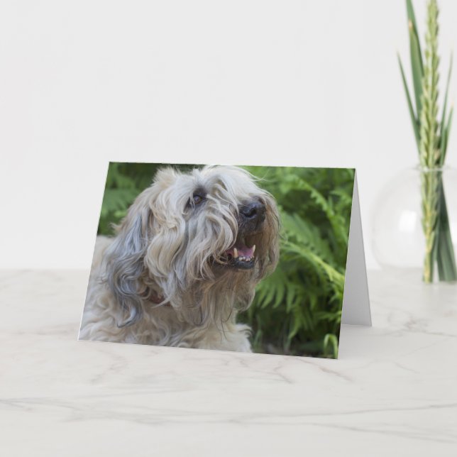 Soft Coated Wheaten Terrier Birthday Card (Front)