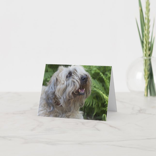 Soft Coated Wheaten Terrier Blank Note Card Small (Front)