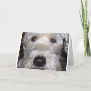 Soft Coated Wheaten Terrier Card
