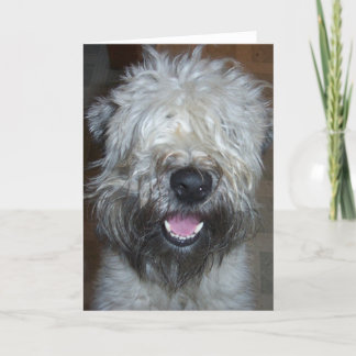 Soft Coated Wheaten Terrier Card