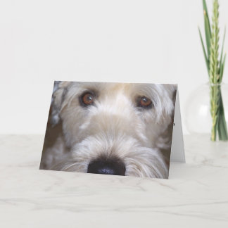 Soft Coated Wheaten Terrier Card