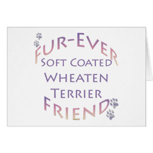 Soft Coated Wheaten Terrier Furever Friend