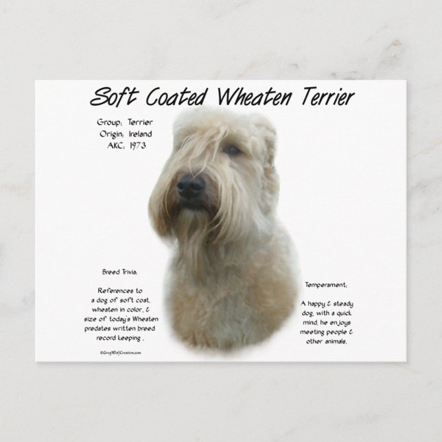 Soft Coated Wheaten Terrier History Design Postcard (Front)