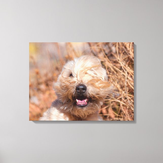 Soft Coated Wheaten Terrier portrait Canvas Print (Front)
