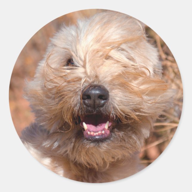 Soft Coated Wheaten Terrier portrait Classic Round Sticker (Front)