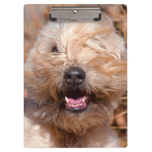 Soft Coated Wheaten Terrier portrait Clipboard