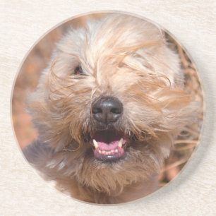 Soft Coated Wheaten Terrier portrait Coaster