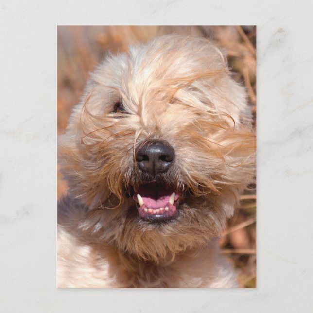 Soft Coated Wheaten Terrier portrait Postcard (Front)