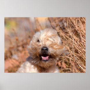 Soft Coated Wheaten Terrier portrait Poster