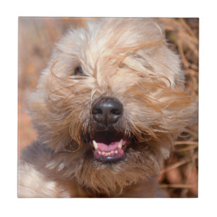 Soft Coated Wheaten Terrier portrait Tile