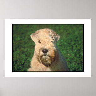 Soft Coated Wheaten Terrier Poster