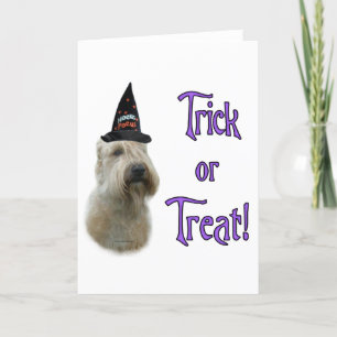 Soft Coated Wheaten Trick Greeting Card
