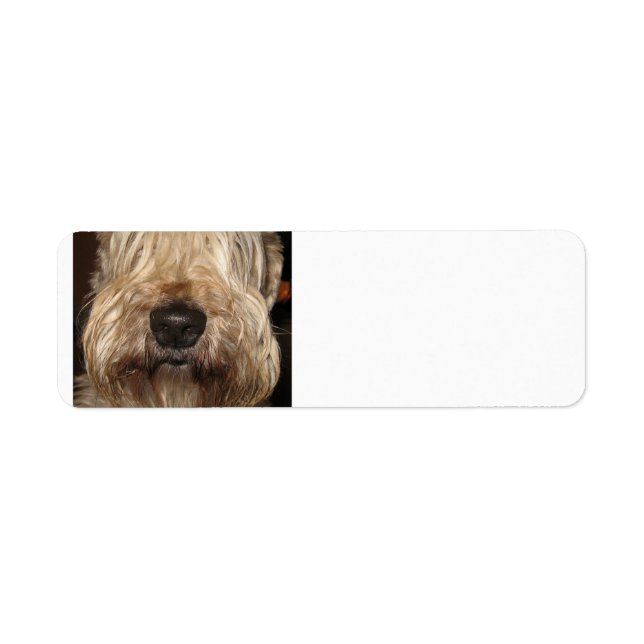 soft coated wheaton terrier.png (Front)