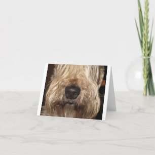 soft coated wheaton terrier.png card