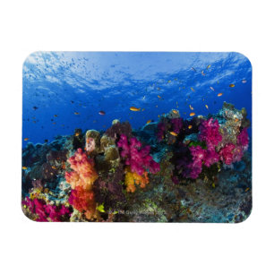 Soft corals on shallow reef, Fiji Magnet