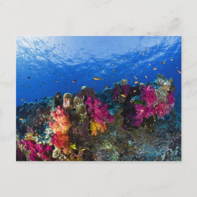 Soft corals on shallow reef, Fiji Postcard (Front)
