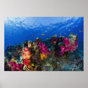 Soft corals on shallow reef, Fiji Poster