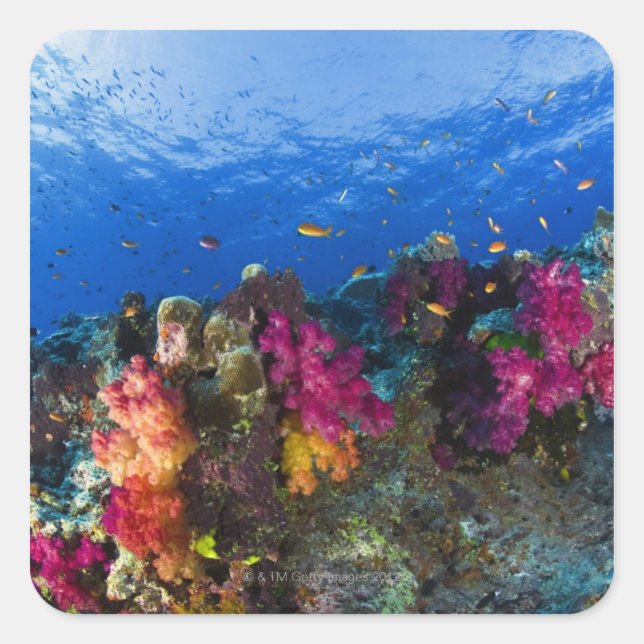 Soft corals on shallow reef, Fiji Square Sticker (Front)