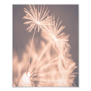  Soft Fairytale Pink Dandelion Blowball  3 Photo Print