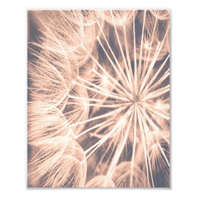 Soft Fairytale Pink Dandelion Blowball  6 Photo Print (Front)