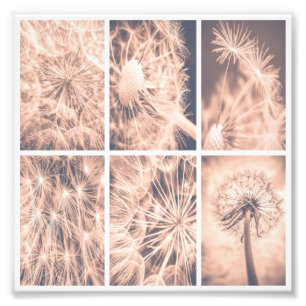 Soft Fairytale Pink Dandelion Blowball Square  Photo Print