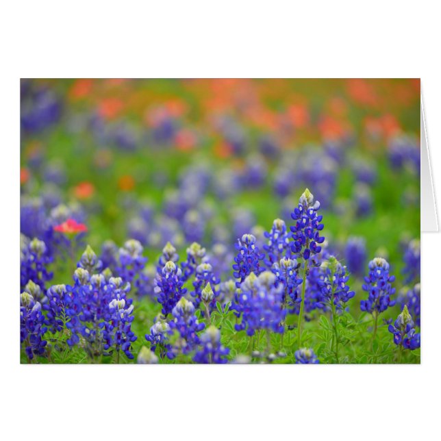 Soft Focus Bluebonnets (Front Horizontal)